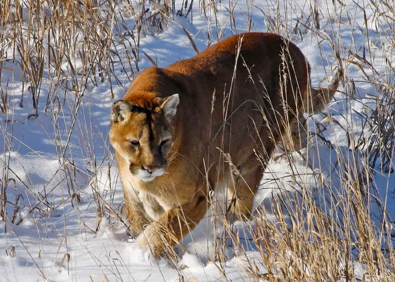 QUESTION 11 A.22 magnum can legally be used to take mountain lions. A Yes, it is legal.