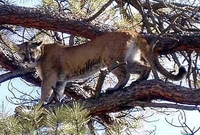 QUESTION 12 Is this a male or female mountain lion?