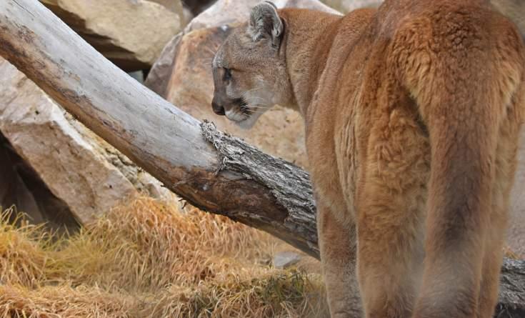 QUESTION 14 During what hours is it legal to hunt mountain lions? A Twenty-four hours a day.