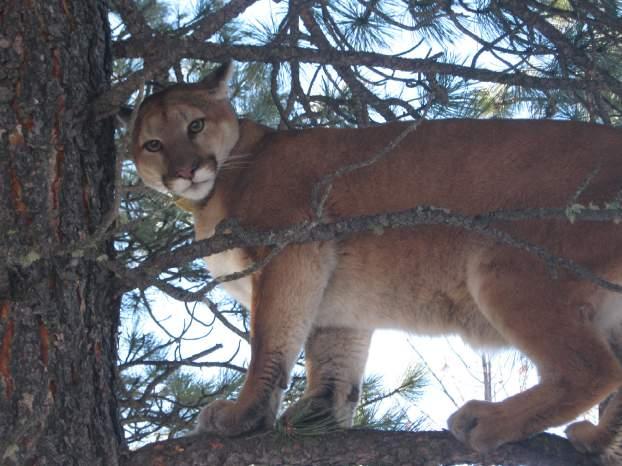 QUESTION 20 If a mountain lion is treed or bayed alone, it is proof that it does not have