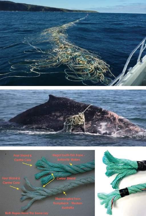 3.1.3 Case study: gear designers, manufacturers and retailers A forensic case tangling of humpback whales in Western Australia AS Fiskevegn, a major Norwegian fishing gear manufacturer, was contacted