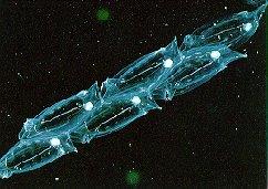 Zooplankton communities-southern California Current Pelagic tunicates (Lavaniegos and Ohman, 2003) Salpa fusiformis Salpa