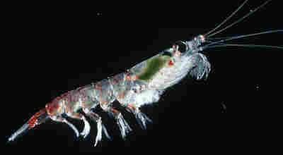 Zooplankton communities-northern California Current Euphasiids Euphasia pacifica Thysanoessa