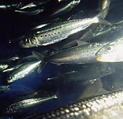 Pacific sardine (Sardinops sagax) Pacific sardine 4,000 3,000 2,000 1,000 0 biom ass