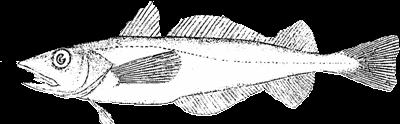 Key Fish Species #2 Pacific hake (Merluccius productus) Can