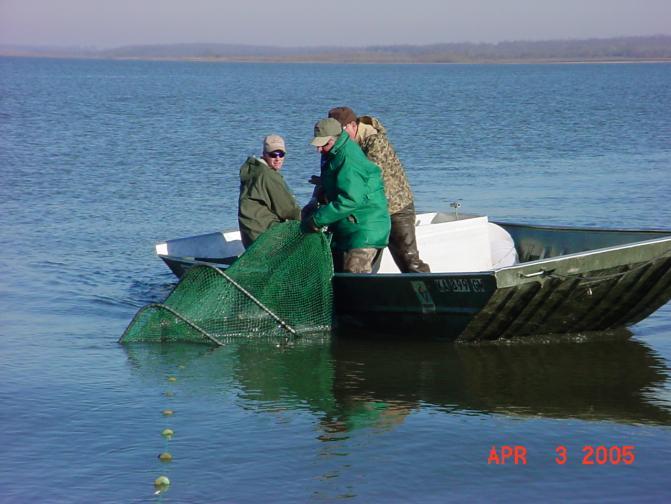 Cedar Bluff District Fisheries Page 6 of 8 Cedar Bluff Walleye Egg Harvest 2013 For many years stocking has played an important role in maintaining walleye populations throughout much of the fish s