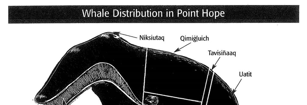 Figure 2: Whale Distribution in Point Hope (Jolles 2003) 1 While the distribution of participatory shares on St.