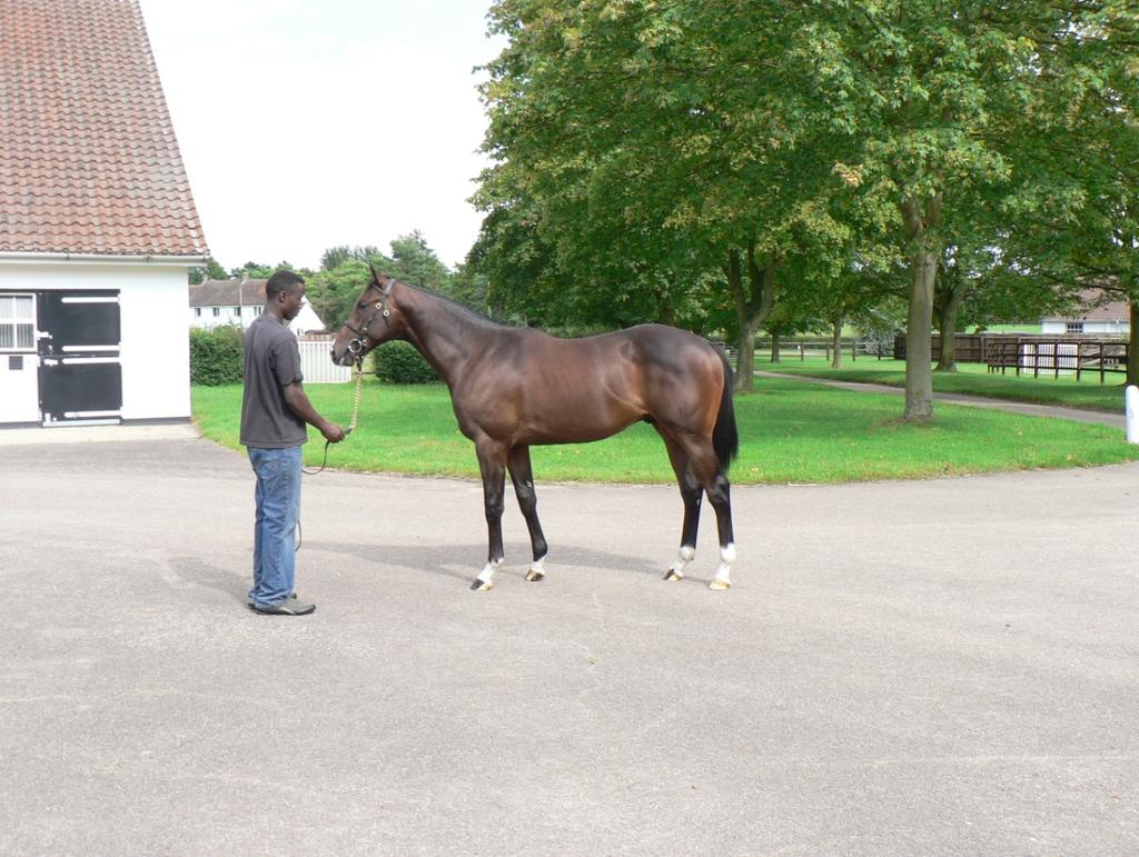 INTERMEDIATE APPRENTICESHIP IN THOROUGHBRED STUD WORK Overview The National Stud s Intermediate Apprenticeship in Thoroughbred Stud Work programme is open to 18 year old applicant upwards.