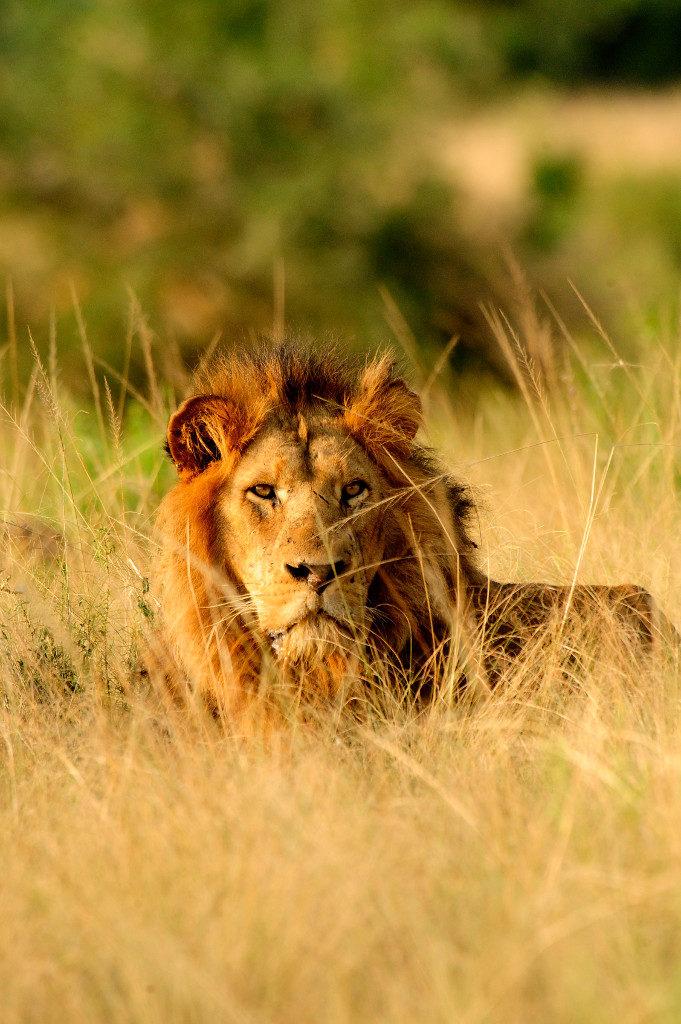 In Africa, SMART has also proved integral to efforts to conserve the continent s big cats through enhanced management and decision-making, which has led to more effective and efficient deployments of