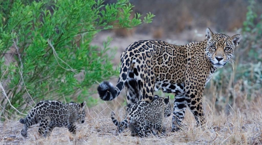 Jaguars SMART is now being used in more than 70 sites across Central and South America, from Belize to Peru, more than 25 of which are Jaguar sites.