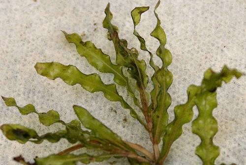 Both species have rapid growth rates and growth up to a metre a day. Curly-leaf Pondweed is another mat forming invasive macrophyte that establishes from its winter-buds just after ice melt.