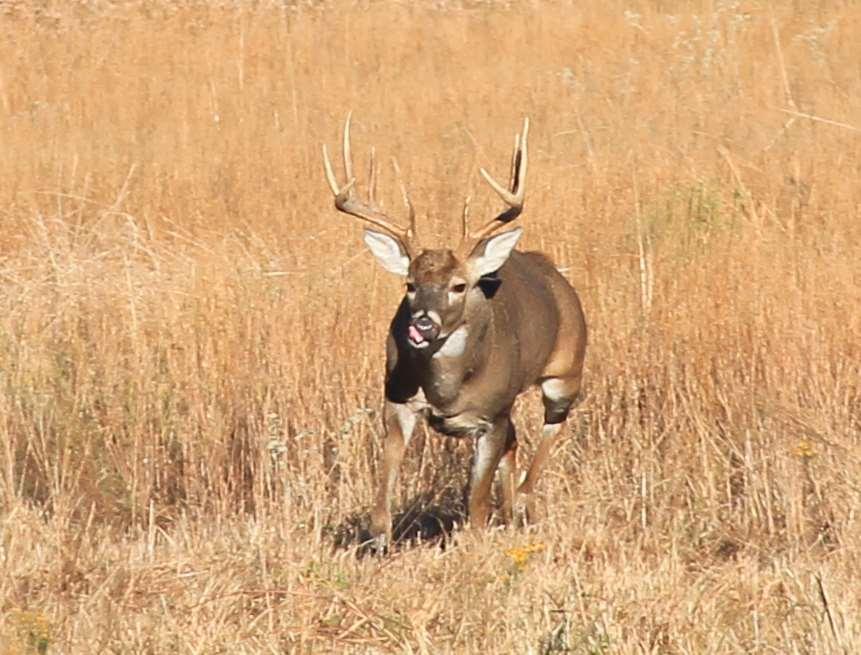 The Oklahoma deer seasons last for three and a half months in total, and include archery, muzzleloading, rifle and more archery. This allows ample time to be very selective in harvesting.