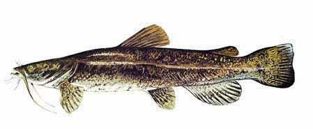 However, snakeheads are invasive and should be destroyed and submitted to the Division of Fish and Wildlife for verification.