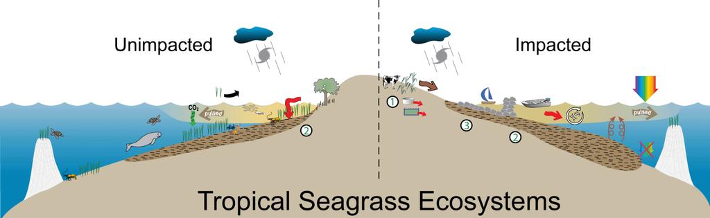 Problem Global decline of seagrass meadows Approximately 58% of seagrass meadows globally, have lost part of their distribution According to reports, the