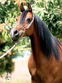 In 2002, the same pair produced Yakout RB, who even as a young stallion very clearly shows the same fine features of both his parents. Sharbat is equally a grand dam at the Stud.