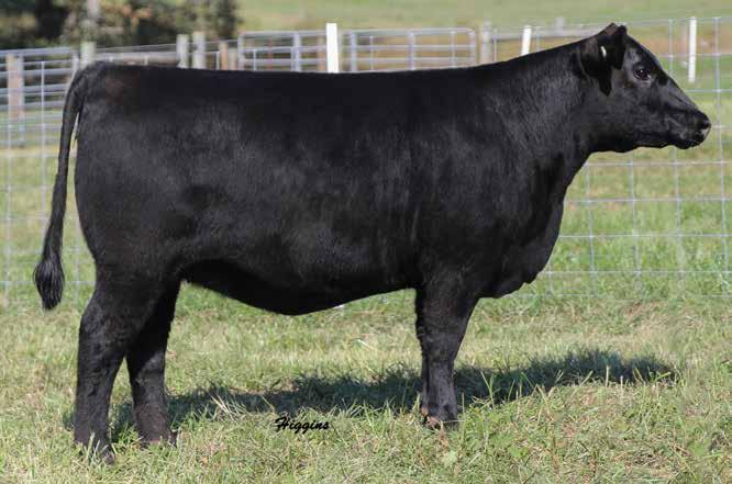 c Lucy 7316 DALTONS LUCY 7316 Lot 6A 6A daltons lucy 7316 Birth Date: 8-13-2017 Cow *18971933 Tattoo: 7316 +*Basin Payweight 1682 #+*Basin Payweight 006S TEX Playbook 5437 [RDF] 21AR O Lass 7017