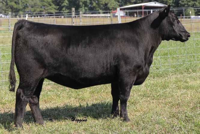 Lucy 717 DALTONS LUCY 717 Lot 6B 6B daltons lucy 717 Birth Date: 1-3-2017 Cow +*18766696 Tattoo: 717 *EF Commando 1366 #*EF Complement 8088 Baldridge Bronc [RDF] Riverbend Young Lucy W1470 +*18229425