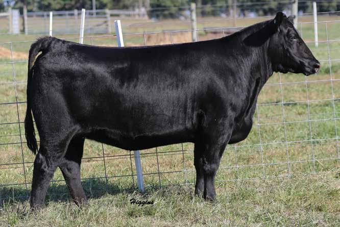 c Lucy 729 DALTONS LUCY 729 Dam of Lot 7.