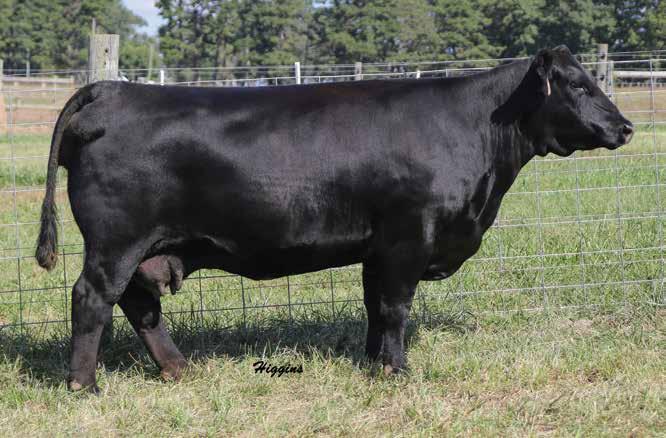 Lass 3342 DALTONS LASS 3342 Lot 8 Lass 3342 is a proven and prolific headliner from the herd sire producing Lass family in the Dalton program and she blends the balanced-trait outcross sire,