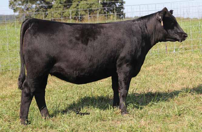 Rita 7252 DALTONS RITA 7252 $B +219.85 Lot 1 Selling half interest with the option to double the purchase price and own full interest. An unprecedented combination of style, performance and genomics.