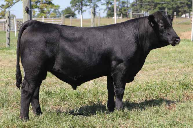 Xpand 866 DALTONS XPAND 866 Lot 1B Selling half interest with the option to double the purchase price and own full interest 1B daltons xpand 866 Birth Date: 1-3-2018 Bull +*19051525 Tattoo: 866