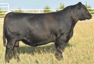 EMULOTA 5426 CONNEALY FRONT PAGE 0228 BAR S EMULOTA 0666 10 sons sold on our Feb 2018 bull sale averaged $4450 C SIRE Mohnen Intuition 1215 DOB: 1-15-15 AAA 18183816 BW +0.