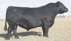 ! 2 Mohnen Angus Open the Gate Sale Monday, May 21, 2018 3 D SIRE 3 SONS SAC MESSENGER DOB: 11-8-14 AAA 18098658 BT CROSSOVER 758N SILVEIRAS CONVERSION 8064 EXG SARAS DREAM S609 R3 LAFLINS FARRAH