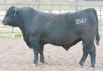 4 LOT DOB: 02/06/2017 Tattoo: 3567 AAA 18826729 S CHISUM 6175 S ALLIANCE 3313 MOHNEN CHISM 2253 S GLORIA 464 Mohnen Chism 3567 +8 +1.4 +70 +122 +1.43 +18 +57 +0.29 +0.87 +59.37 +157.