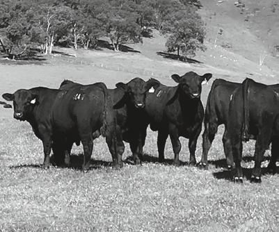 Ythanbrae. Due to demand from customers, we are also offering at Ballarat this year 10 cracking black Stabilizer bulls.