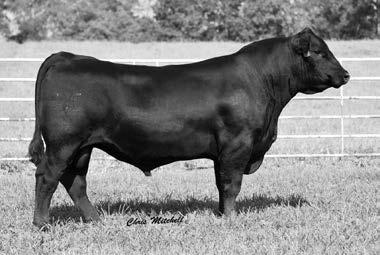 Isabel 339 +54.25 +75.59 +42.61 +160.67 68 622 956 +9 +.5 +64 +112 -.18 +20 +12 +52 +.59 +.73 Calving ease with triple-digit yearling growth in this Weigh Up son who posted a low birth ratio of 97 along with %IF-106.