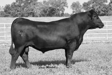 Deer Valley Old Hickory 1816 b Lot 15 15 Deer Valley Old Hickory 1816 DOB: 12/01/2016 Reg: 18898905 Tattoo: 1816 Plattemere Weigh Up K360 Deer Valley Old Hickory Barbara of Plattemere 337 +*17873666