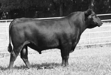 38 +76.95 +45.55 +162.14 +11 +.6 +65 +121 I+.22 I+11 +31 +59 +.75 +.71 This son of Weigh Up ranks in the top 10% of the breed for both YW and traits with a 15% ranking for CED, WW, and traits.