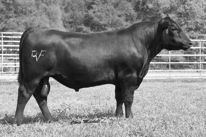Deer Valley Weigh Up 6699 b Lot 27 Deer Valley Weigh Up 6699 27 This well-bred, high performance son of Weigh Up sells as Lot 27.