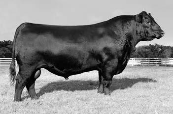 3 +75 +127 +1.52 +20 +23 +50 +1.05 +.56 A son of the popular VAR Discovery who ranks in the top 3% for WW, top 4% for YW, and is in the top 5% of the breed for value.
