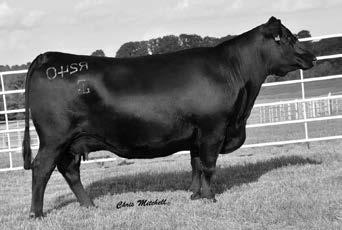 His dam who is also a full sister to the proven Select Sires AI sire GAR Sunrise records BR 3@92, WR 3@107, and YR 2@108 along with recording UREA 33@103.