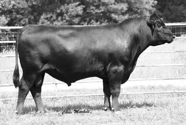 4 Proven Performance Genetics Deer Valley Weigh Up 6506 DOB: 5/5/2016 Commercial Angus Tattoo: 6506 Plattemere Weigh Up K360 ISA Weigh Up B407 Barbara of Plattemere 337 17979764 SydGen Enchantress