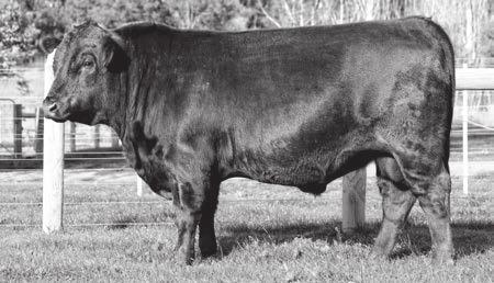 STABILIZER REFERENCE SIRES Reference Sire CCR BOULDER 1339A DOB: 31/8/13 B.Comp: AA50 SI50 No.