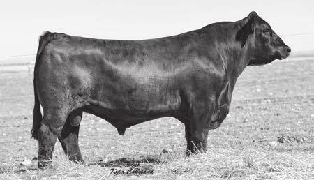 05 Top of the SimmAngus breed for calving ease, marbling and maternal. A moderate framed, big ribbed, deep flanked Sire with loads of muscle and shape.