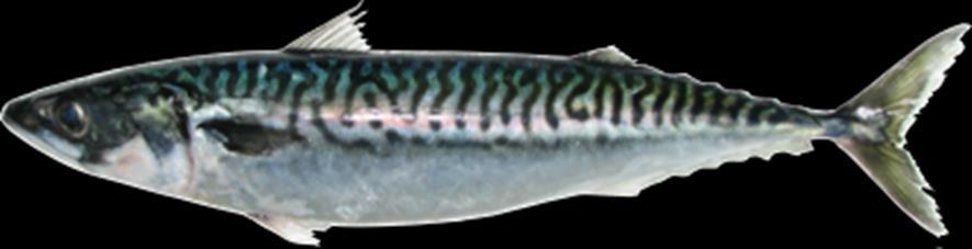 Assessment of Atlantic mackerel in subareas 3-4