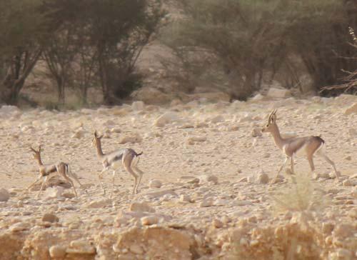 Twenty years of conservation and monitoring of reintroduced mountain gazelle in the Ibex Reserve, Saudi Arabia Torsten Wronski 1,2, Mohamed A. Sandouka 1,2 & Thomas M.