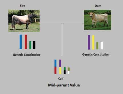 DVGs DGVs what you should know what you should know The genetic code of each (dairy) animal is embedded in the sequence of the 3.
