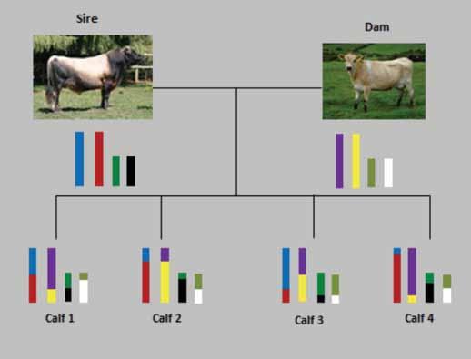 Reading parts of this genetic code of an animal with a SNP chip and summing the effects which are determined from referencing against highly reliable traditional Estimated Breeding Values (EBVs) of a