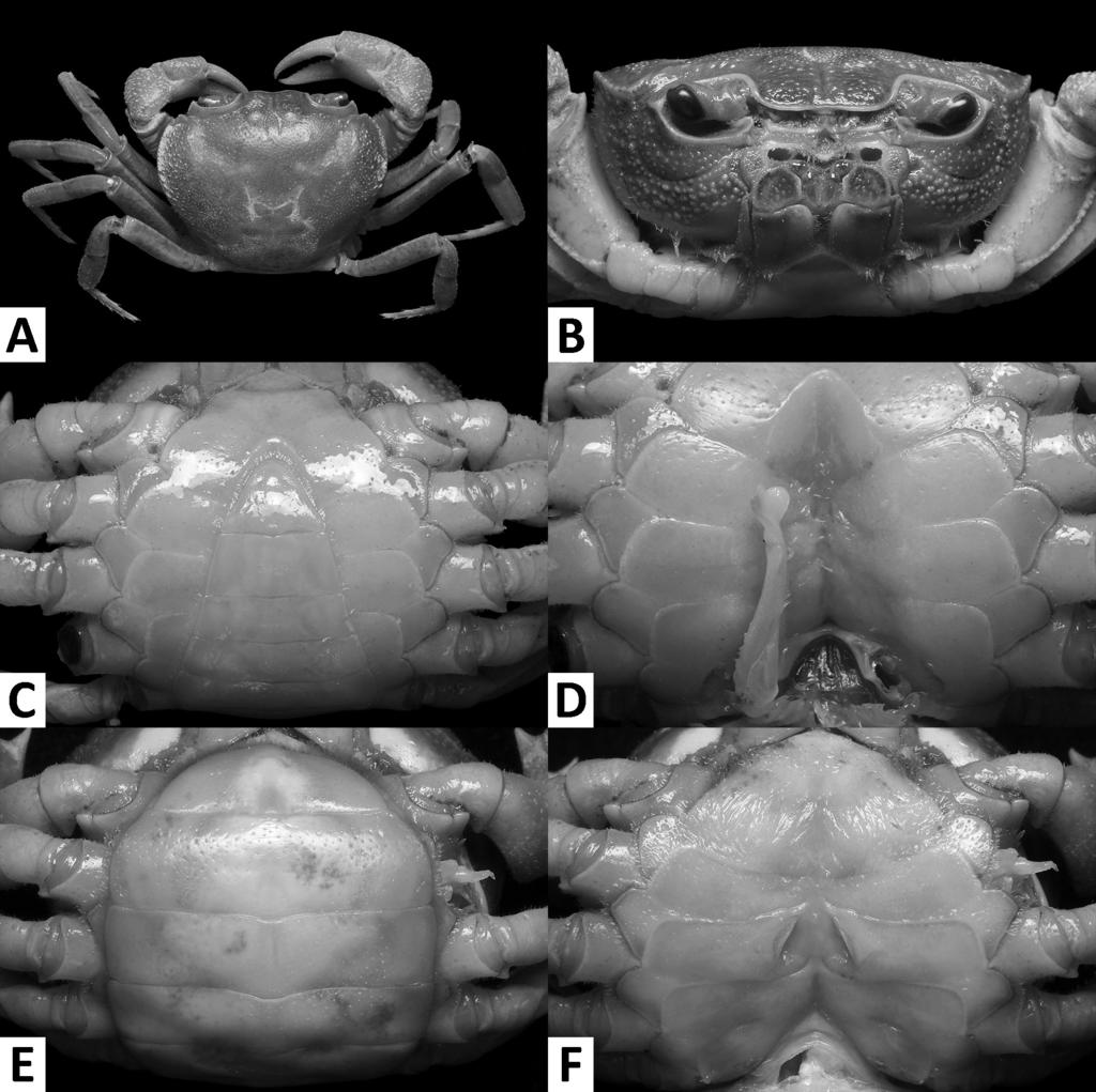 The freshwater crabs of Macau 105 Figure 8. Nanhaipotamon wupingense Cheng, Yang, Zhong & Li, 2003, male neotype (22.4 18.3 mm), JX 050563 (A D); female (25.3 20.8 mm), JX 050570 (E F).