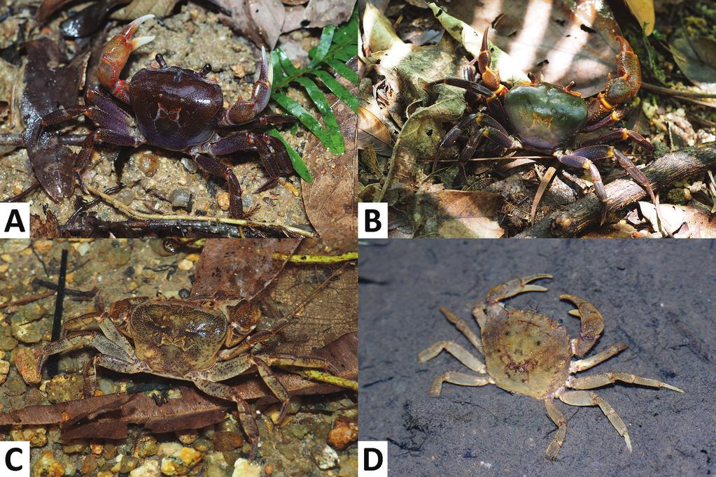 94 Chao Huang et al. / ZooKeys 810: 91 111 (2018) Figure 2. The freshwater crabs of Macau, colour in life. Nanhaipotamon macau sp. n., male (29.0 24.