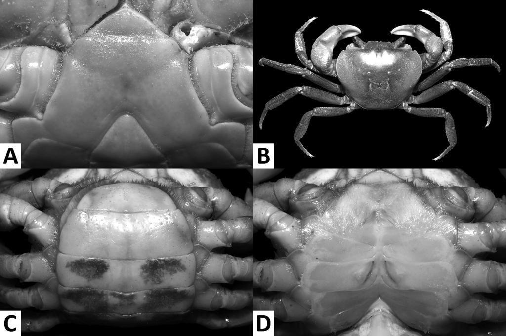 The freshwater crabs of Macau 97 Figure 4. Nanhaipotamon macau sp. n., male holotype (37.4 30.9 mm), SYSBM 001649 (A); female paratype (31.3 25.5 mm), SYSBM 001650 (B D).