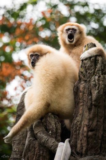 White- Handed Gibbon Hylobates lar The white-handed gibbon is a species of ape found throughout South East Asia.