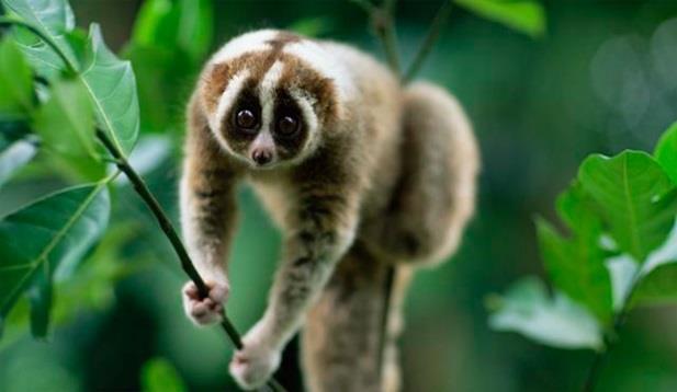 Pygmy Slow Loris Nycticebus pygmaeus This slow-moving, nocturnal, prosimian spends most of its time in the trees.