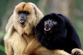 Black Howler Monkey Alouatta caraya Known for their booming vocalizations, howler monkeys howl to defend their territory from outsider groups.