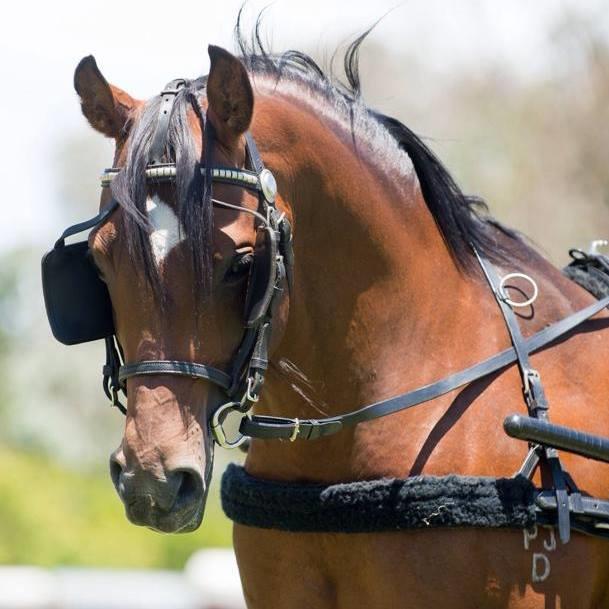 RING 2. JUDGE: KELLIE MANN (VIC) ARABIAN & ARABIAN DERIVATIVE CLASSES All horses must be registered with AHSA.