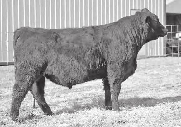 Angus bulls owned by Wayne Miller please contact 816/387-7012 WMA Beacon 593 30 WMA Beacon 596 SAV Bismarck 5682 SAV Beacon 0008 SAV Madame
